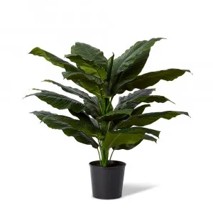 Spathiphyllum Potted Plant - 83cm x 63cm x 122cm by James Lane, a Plants for sale on Style Sourcebook