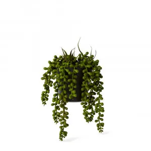 String of Pearls Potted Plant - 14cm x 14cm x 23cm by James Lane, a Plants for sale on Style Sourcebook