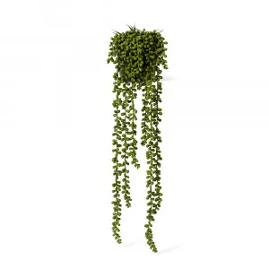 String of Pearls Potted Plant - 18cm x 18cm x 56cm by James Lane, a Plants for sale on Style Sourcebook