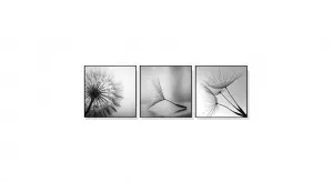 Set of 3 Black and White Dandelions Wall Art Canvas 3 sizes available 50cm x 50cm by Luxe Mirrors, a Artwork & Wall Decor for sale on Style Sourcebook