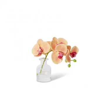 Phalaenopsis Orchid in Vase - 25 x 10 x 20cm by Elme Living, a Plants for sale on Style Sourcebook