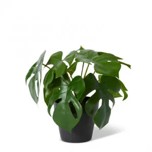 Monstera Plant Potted - 30 x 30 x 23cm by Elme Living, a Plants for sale on Style Sourcebook