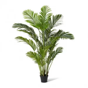 Palm Areca - 100 x 100 x 150cm by Elme Living, a Plants for sale on Style Sourcebook