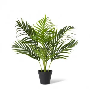 Palm Areca - 50 x 50 x 55cm by Elme Living, a Plants for sale on Style Sourcebook
