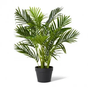 Palm Areca - 60 x 60 x 65cm by Elme Living, a Plants for sale on Style Sourcebook