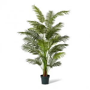 Palm Areca - 120 x 120 x 213cm by Elme Living, a Plants for sale on Style Sourcebook