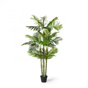 Palm Cane - 100 x 80 x 150cm by Elme Living, a Plants for sale on Style Sourcebook