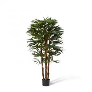 Palm Raphis Lady - 55 x 55 x 150cm by Elme Living, a Plants for sale on Style Sourcebook