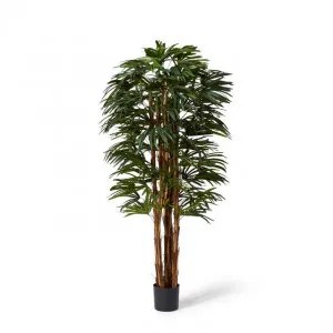 Palm Raphis Lady - 60 x 60 x 180cm by Elme Living, a Plants for sale on Style Sourcebook