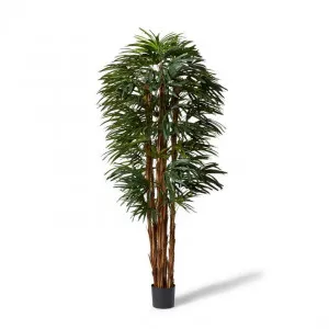 Palm Raphis Lady - 65 x 65 x 210cm by Elme Living, a Plants for sale on Style Sourcebook