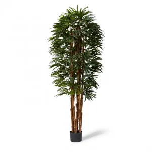 Palm Raphis Lady - 70 x 70 x 240cm by Elme Living, a Plants for sale on Style Sourcebook