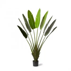 Palm Travellers - 100 x 40 x 180cm by Elme Living, a Plants for sale on Style Sourcebook