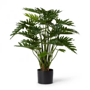 Philodendron Lacy Potted - 45 x 45 x 75cm by Elme Living, a Plants for sale on Style Sourcebook