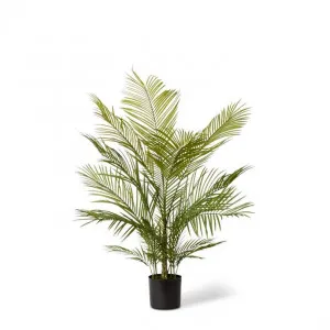 Phoenix  Palm Potted - 70 x 70 x 120cm by Elme Living, a Plants for sale on Style Sourcebook