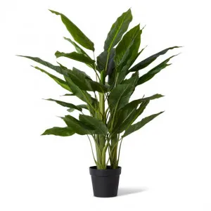 Spathiphyllum Plant Potted - 85 x 85 x 120cm by Elme Living, a Plants for sale on Style Sourcebook