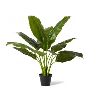 Spathiphyllum Potted - 55 x 55 x 64cm by Elme Living, a Plants for sale on Style Sourcebook