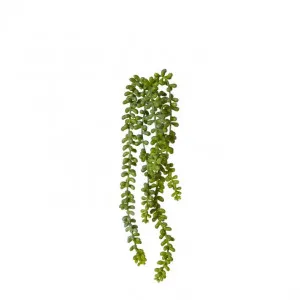 String of Pearls - 12 x 12 x 42cm by Elme Living, a Plants for sale on Style Sourcebook