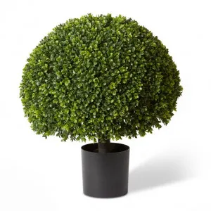 Topiary Boxwood Potted (Outdoor) - 53 x 53 x 58cm by Elme Living, a Plants for sale on Style Sourcebook