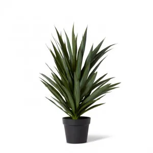 Yucca Plant Potted - 50 x 50 x 74cm by Elme Living, a Plants for sale on Style Sourcebook