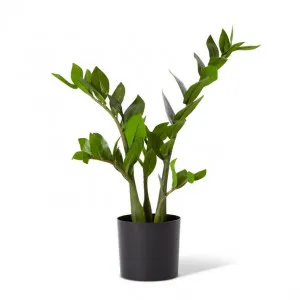 Zanzibar Potted - 24 x 20 x 57cm by Elme Living, a Plants for sale on Style Sourcebook