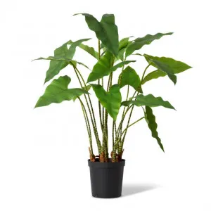 Zebra Plant Potted - 78 x 76 x 110cm by Elme Living, a Plants for sale on Style Sourcebook