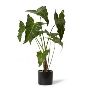 Alocasia Zebrina Potted - 65 x 54 x 74cm by Elme Living, a Plants for sale on Style Sourcebook