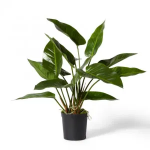 Anthurium DeLuxe Potted - 80 x 80 x 70cm by Elme Living, a Plants for sale on Style Sourcebook