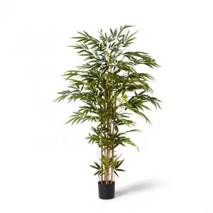 Bamboo Tree - 100 x 100 x 180cm by Elme Living, a Plants for sale on Style Sourcebook