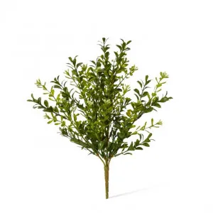 Boxwood Seeding Bush (Outdoor) - 20 x 20 x 30cm by Elme Living, a Plants for sale on Style Sourcebook