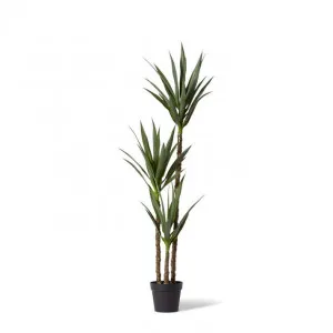 Dracaena Plant Potted - 53 x 50 x 155cm by Elme Living, a Plants for sale on Style Sourcebook