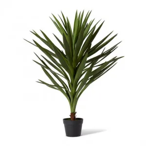 Dracaena Spikey Potted - 80 x 80 x 91cm by Elme Living, a Plants for sale on Style Sourcebook