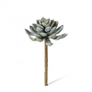 Echeveria Elegant Stem - 12 x 12 x 18cm by Elme Living, a Plants for sale on Style Sourcebook