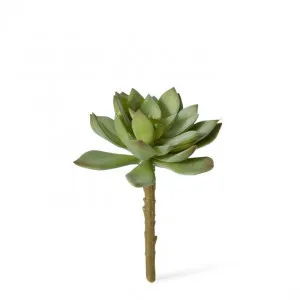 Echeveria Stem - 11 x 11 x 14cm by Elme Living, a Plants for sale on Style Sourcebook