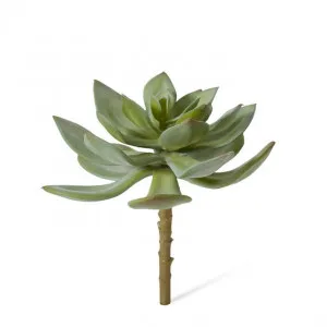 Echeveria Stem - 17 x 17 x 15cm by Elme Living, a Plants for sale on Style Sourcebook