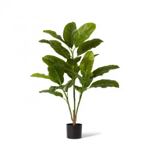 Evergreen Plant Potted - 68 x 68 x 107cm by Elme Living, a Plants for sale on Style Sourcebook