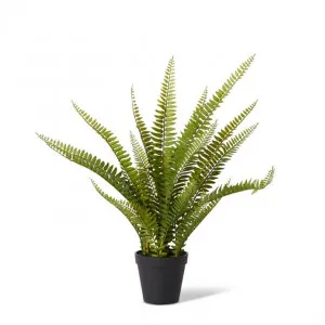 Fern Boston Potted - 23 x 23 x 51cm by Elme Living, a Plants for sale on Style Sourcebook