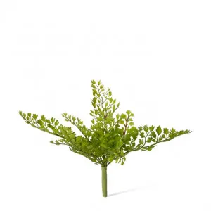 Fern Maiden Hair - 20 x 12 x 20cm by Elme Living, a Plants for sale on Style Sourcebook