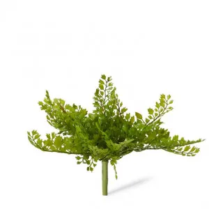 Fern Maiden Hair - 22 x 22 x 21cm by Elme Living, a Plants for sale on Style Sourcebook