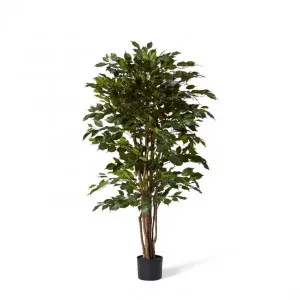 Ficus Tree - 80 x 80 x 150cm by Elme Living, a Plants for sale on Style Sourcebook