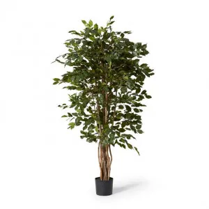 Ficus Tree - 90 x 90 x 180cm by Elme Living, a Plants for sale on Style Sourcebook