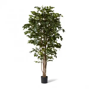 Ficus Tree - 100 x 100 x 210cm by Elme Living, a Plants for sale on Style Sourcebook