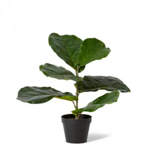 Fiddle Plant Potted - 42 x 30 x 40cm by Elme Living, a Plants for sale on Style Sourcebook