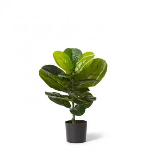 Fiddle Tree - 35 x 40 x 55cm by Elme Living, a Plants for sale on Style Sourcebook
