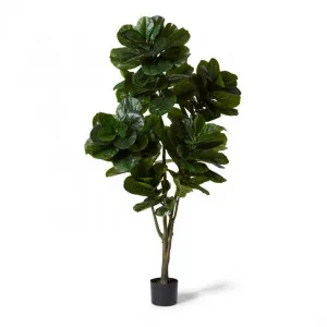 Fiddle Tree - 100 x 100 x 210cm by Elme Living, a Plants for sale on Style Sourcebook