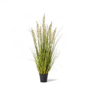 Grass Prairie Potted - 50 x 50 x 90cm by Elme Living, a Plants for sale on Style Sourcebook