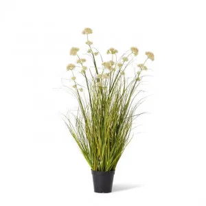 Grass Pom Pom Reed Potted - 60 x 60 x 91cm by Elme Living, a Plants for sale on Style Sourcebook