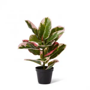 Rubber Plant Potted - 35 x 35 x 40cm by Elme Living, a Plants for sale on Style Sourcebook