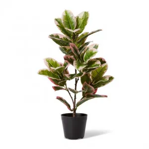 Rubber Plant Potted - 40 x 40 x 70cm by Elme Living, a Plants for sale on Style Sourcebook