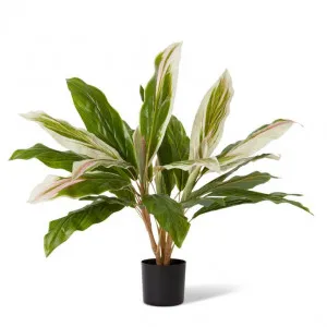 Cordyline Potted - 60 x 60 x 71cm by Elme Living, a Plants for sale on Style Sourcebook