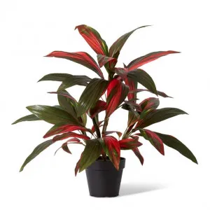 Cordyline Plant Potted - 60 x 60 x 70cm by Elme Living, a Plants for sale on Style Sourcebook